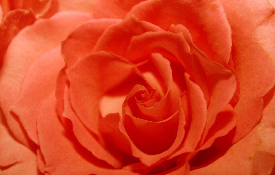 Rose bloom blossom bloom