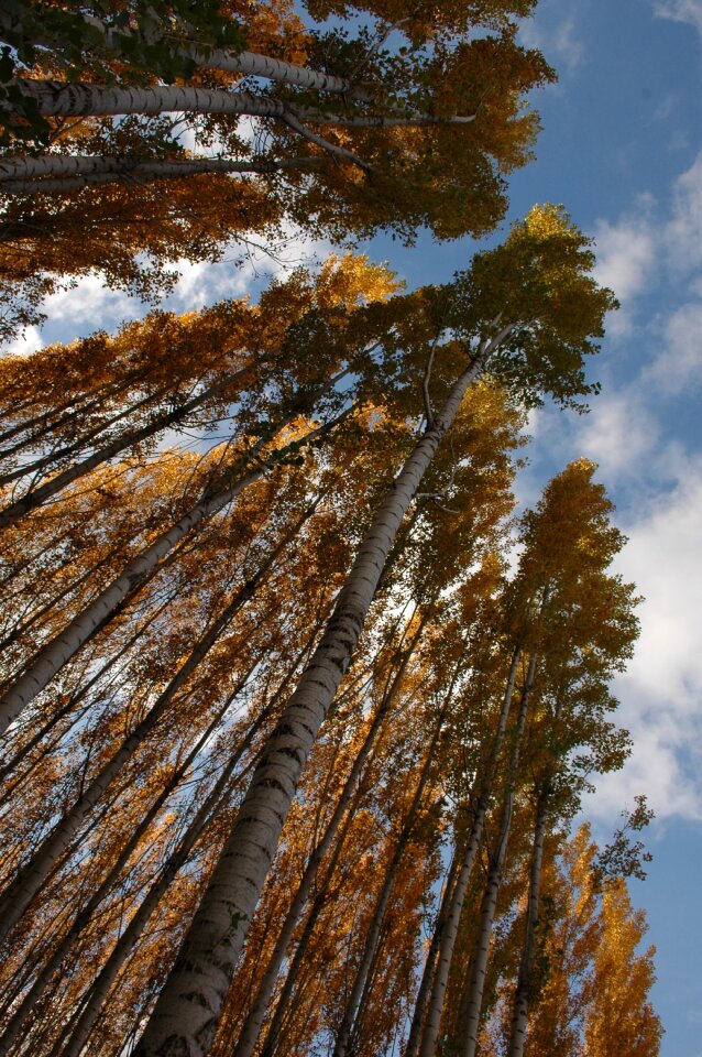 Trees tall birch photo