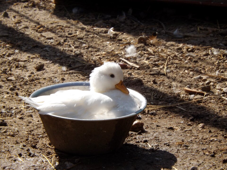 Water bird nature beautiful