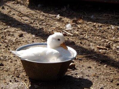 Water bird nature beautiful