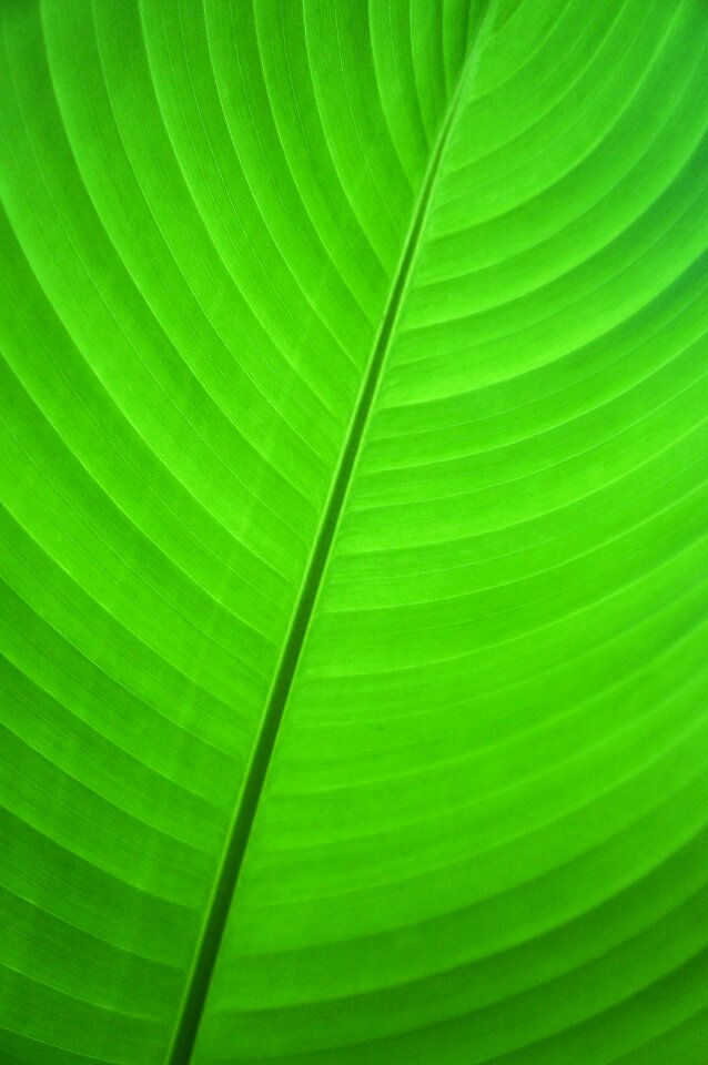 Banana leaf palm plant