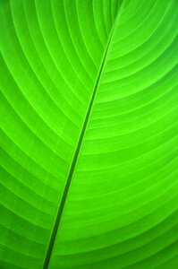 Banana leaf palm plant