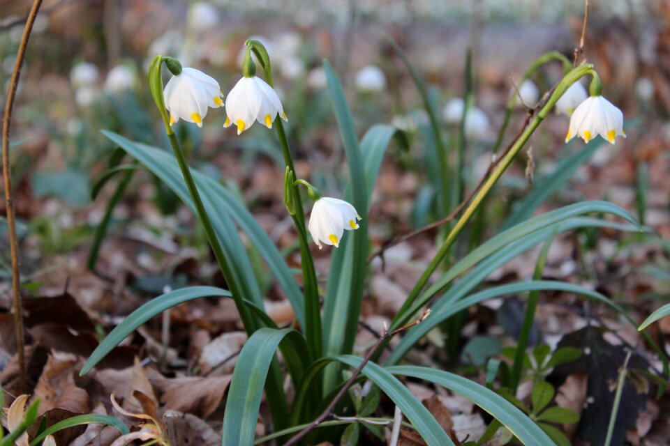 Bloom snowflake spring flower