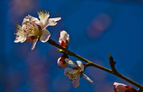 Boring shooting white blossom