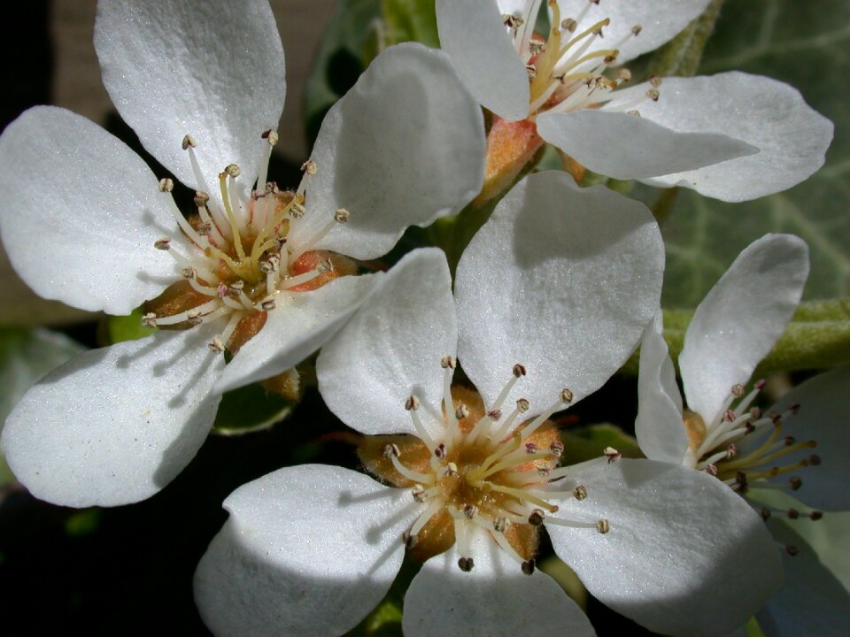 Blossom spring pear tree