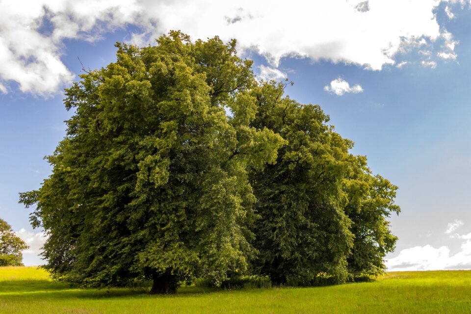 Nature meadow spring