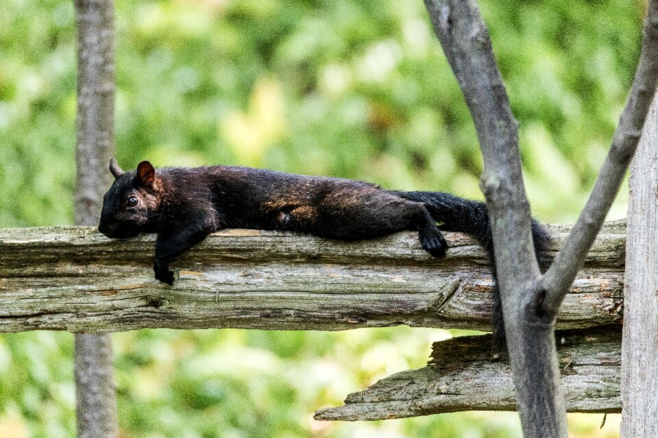Animal possierlich nature
