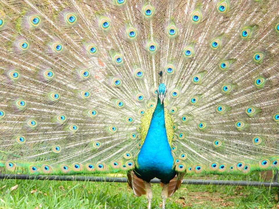 Animal colorful turkey