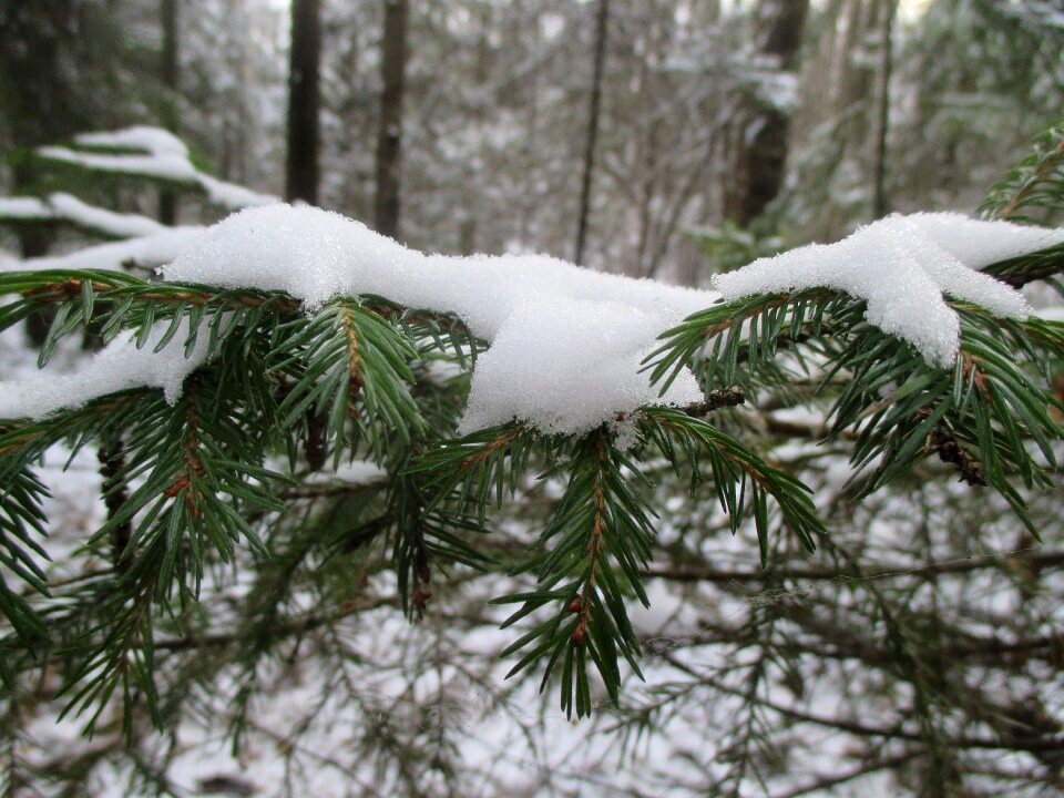 Snow nature trees