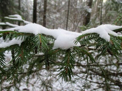 Snow nature trees photo