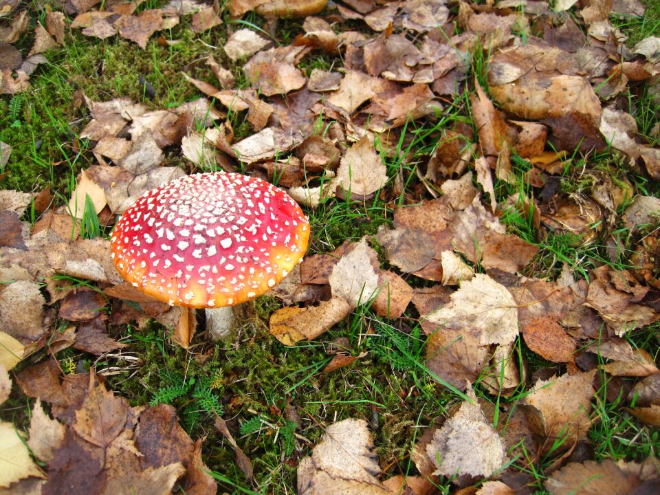 Fly agaric lucky guy amanita muscaria