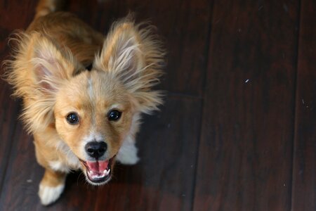Furry animal canine