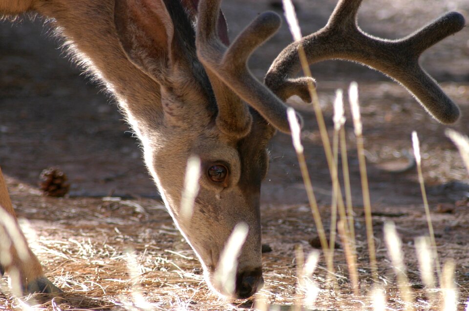 United states grand canyon holiday