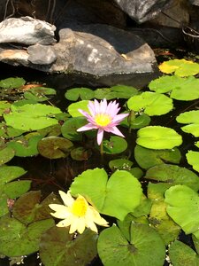 Renko pond aquatic plant