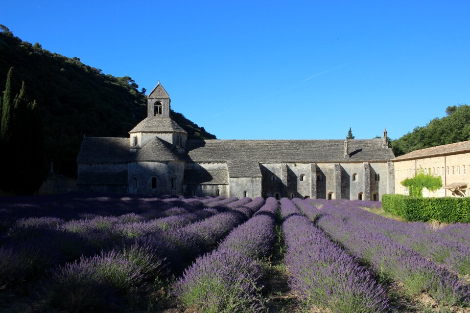 Hidden lavender field
