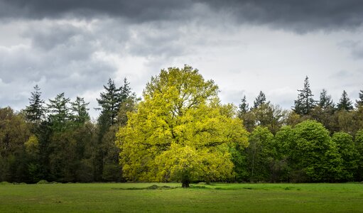 Amersfoort leusden tree