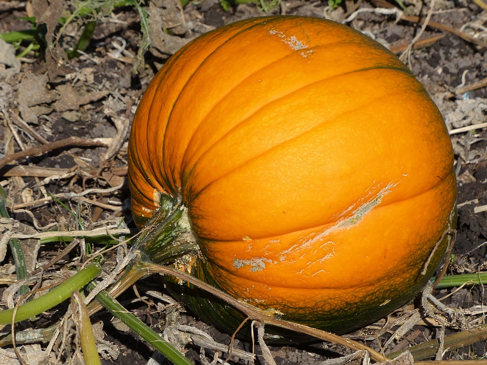 Pumpkin vegetable orange