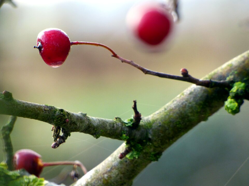Branch leaves plant