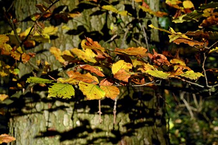 Colorful tree emerge