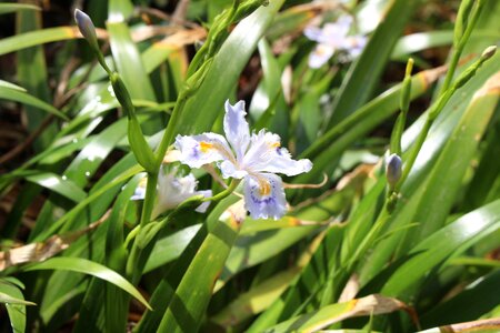Iridaceae saga flowers photo