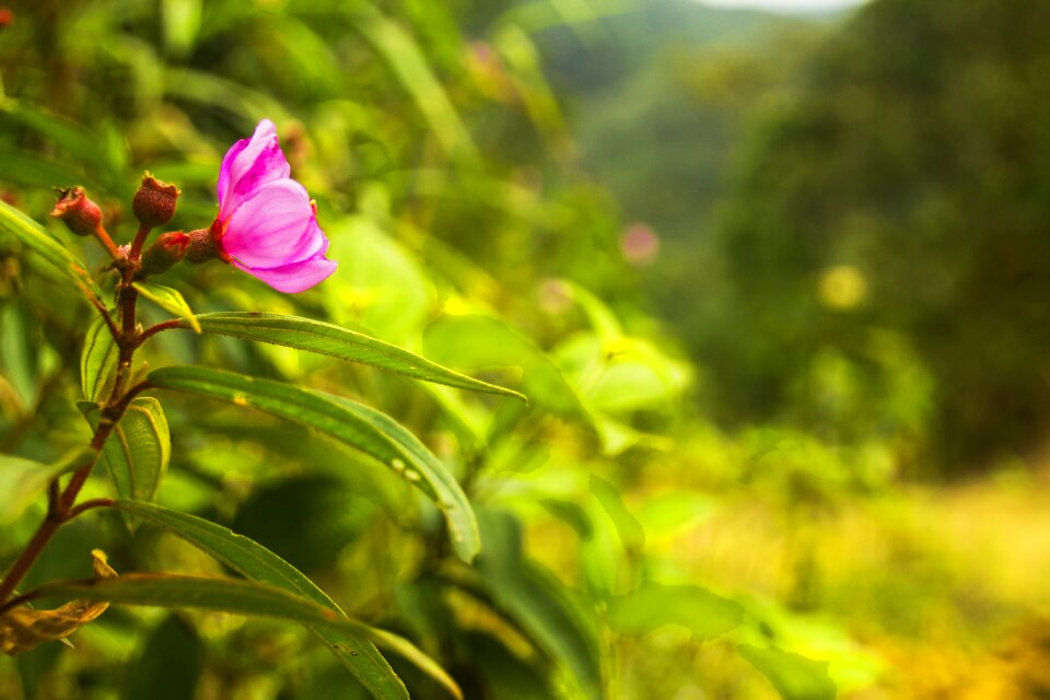 Bloom blossom botany