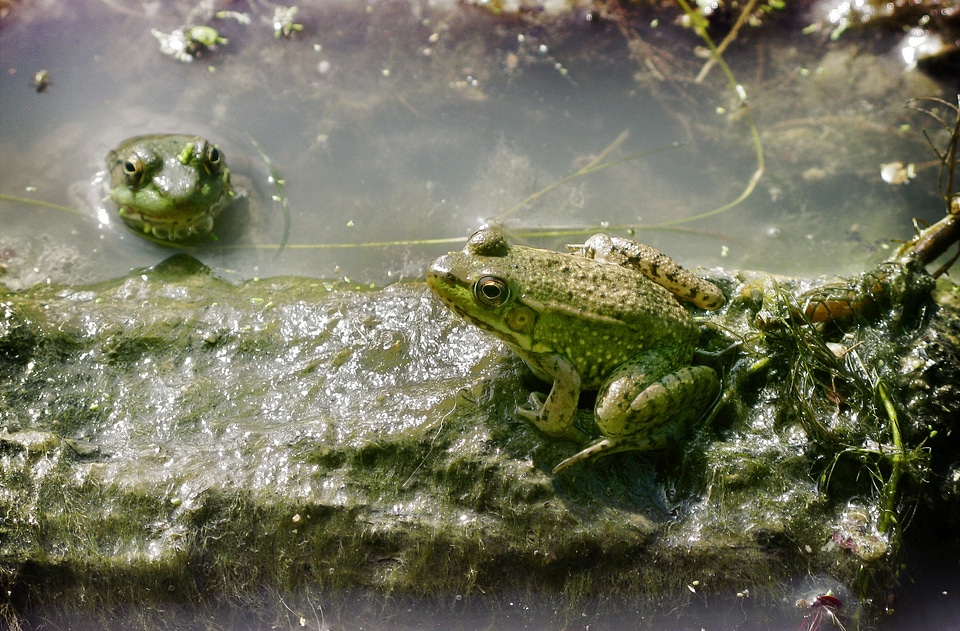 Slimy animal wildlife