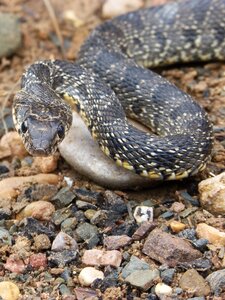 Culebra de herradura screwed hemorrhois hippocrepis