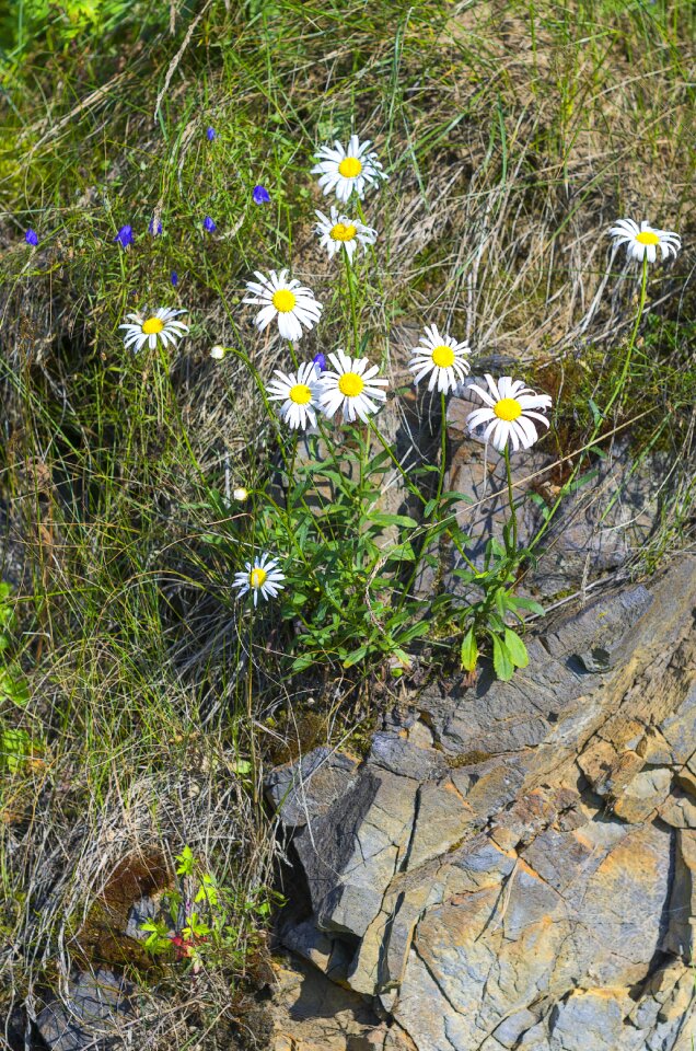 Plant stone beautiful