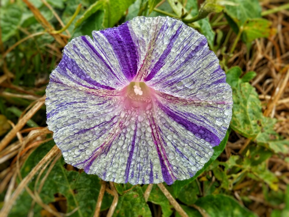 Flower with drops white with lilac wild flower