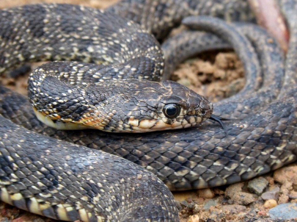 Culebra de herradura screwed hemorrhois hippocrepis