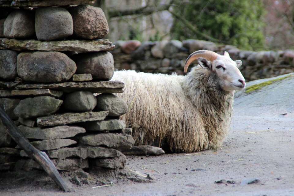 Lying resting observation