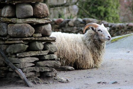 Lying resting observation