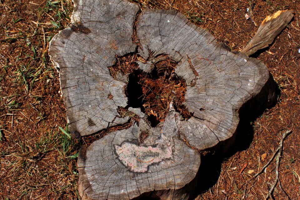 Trunk tree tree bark