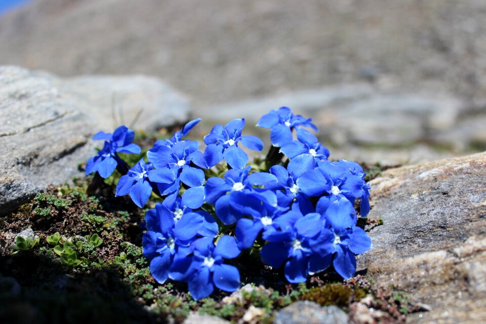 Mountain flowers plant blue gentian
