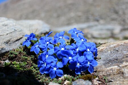 Mountain flowers plant blue gentian photo