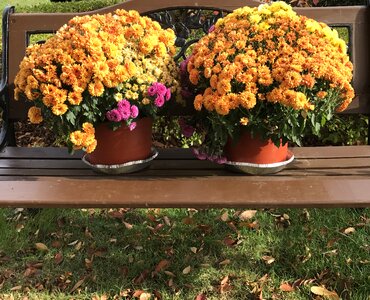 Yellow thanksgiving harvest