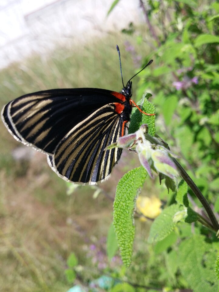 Butterfly beautiful nice