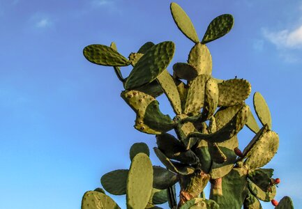 Nature mediterranean leaf