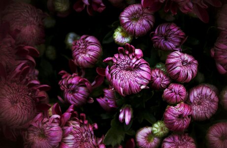 Autumn violet dark