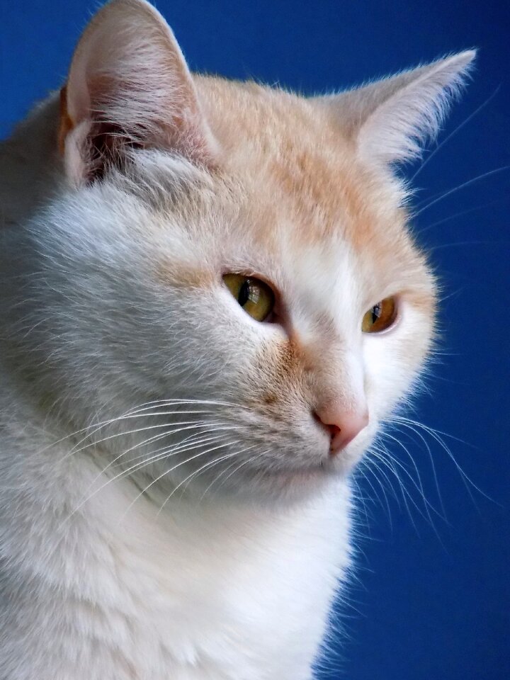 Cat caramel mindfulness