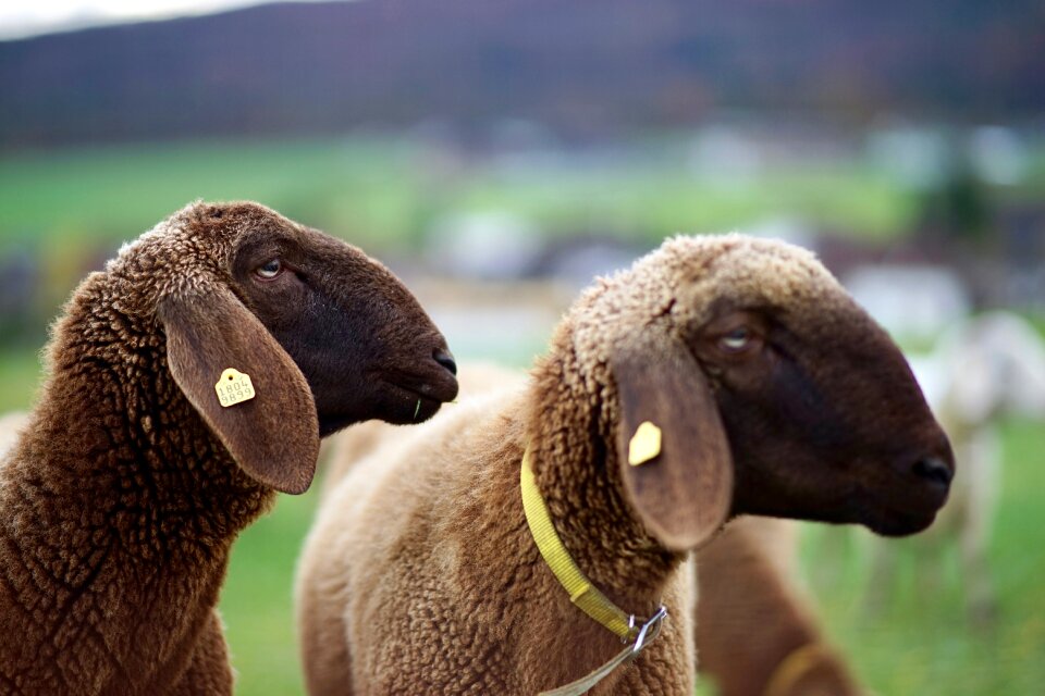Animal pasture community