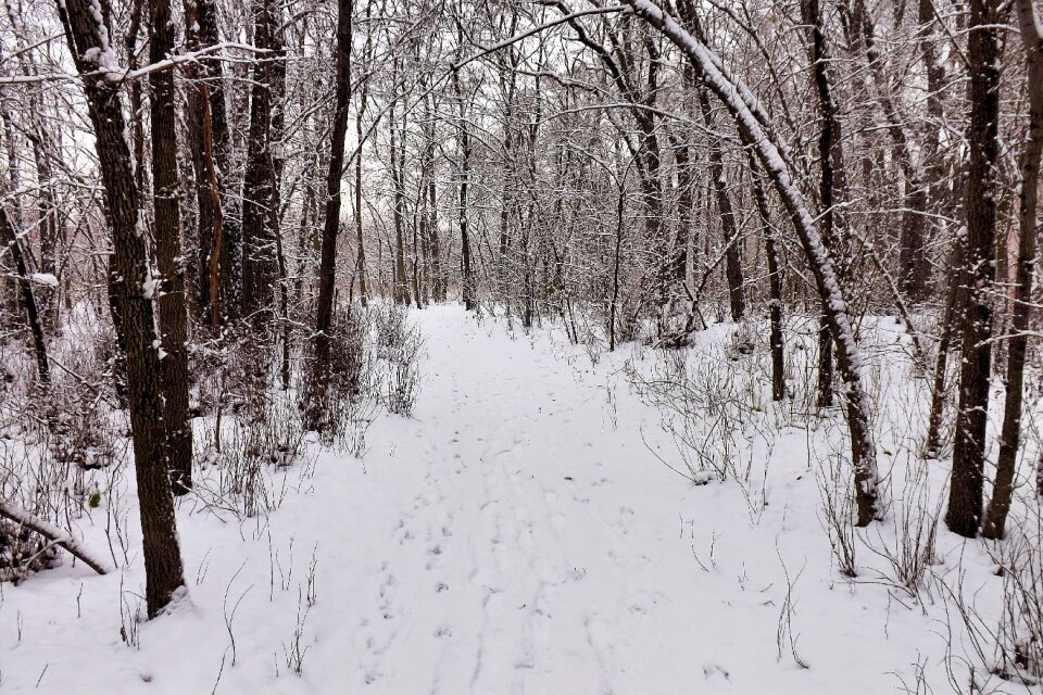 Grey snow cold photo