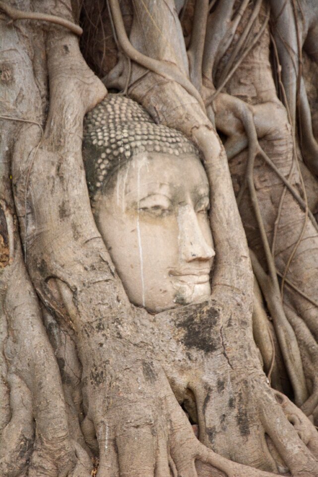 Thailand ayutthaya head of buddha