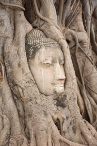 Thailand ayutthaya head of buddha