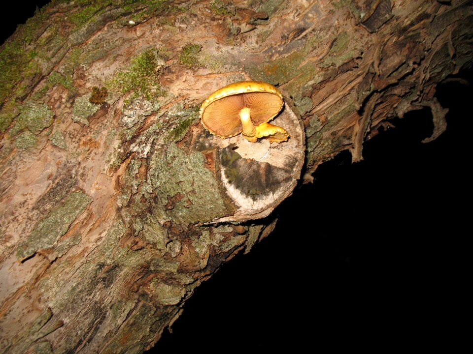 Mushroom nature tree
