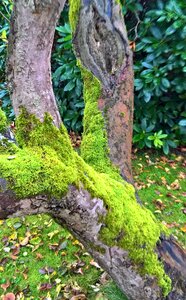 Nearly 70 years old garden wound of the tribe