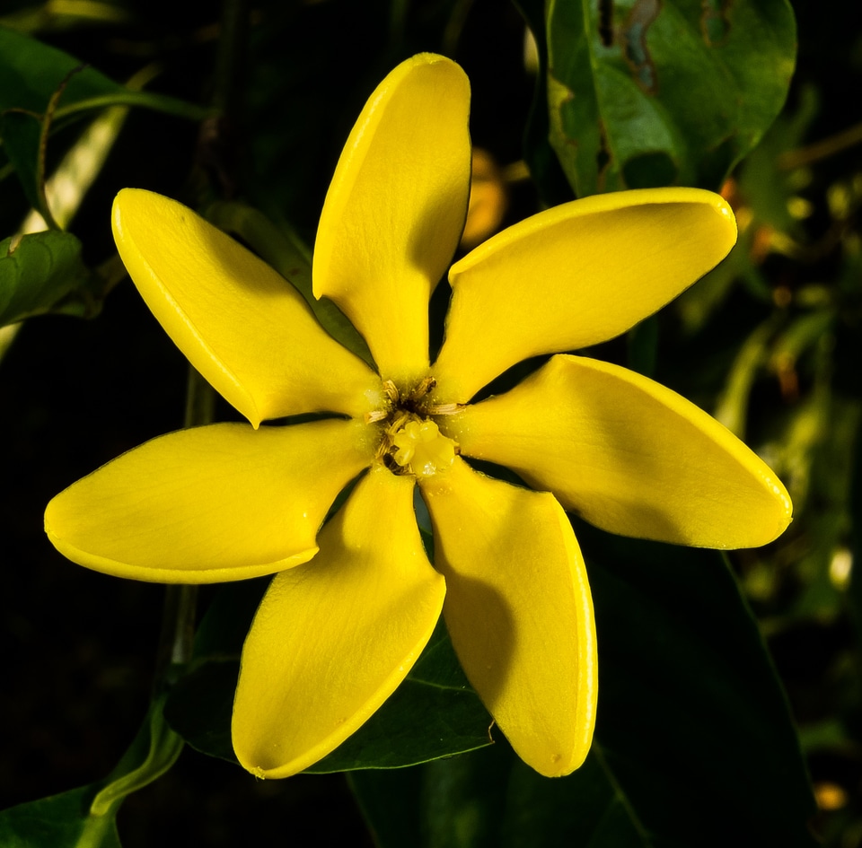 Blossom yellow public record