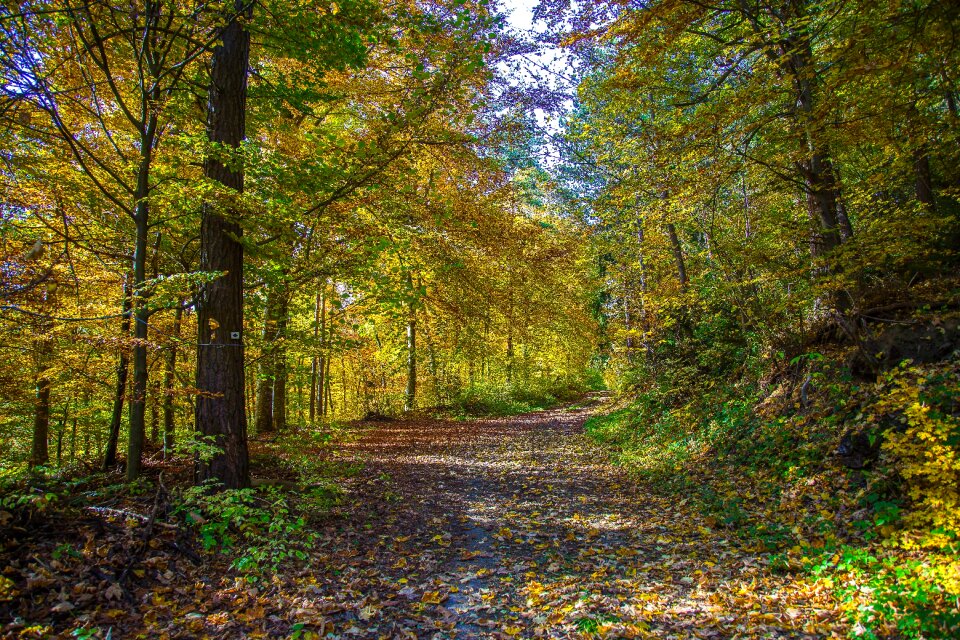 Leaves autumn forest trees