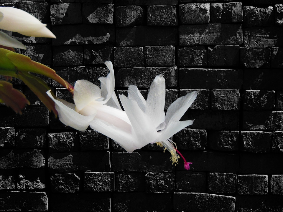 Floral plant natural