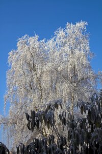 Cold icy hoarfrost photo